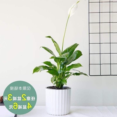 Aquatic plants reen house plant chlorophyll potted flowers