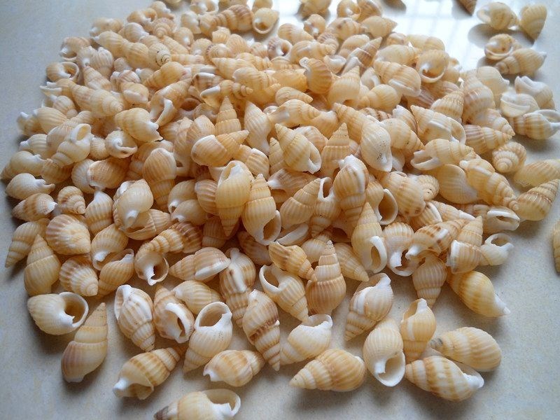 free shipping 100pcs/lot natural white color sea shell snail