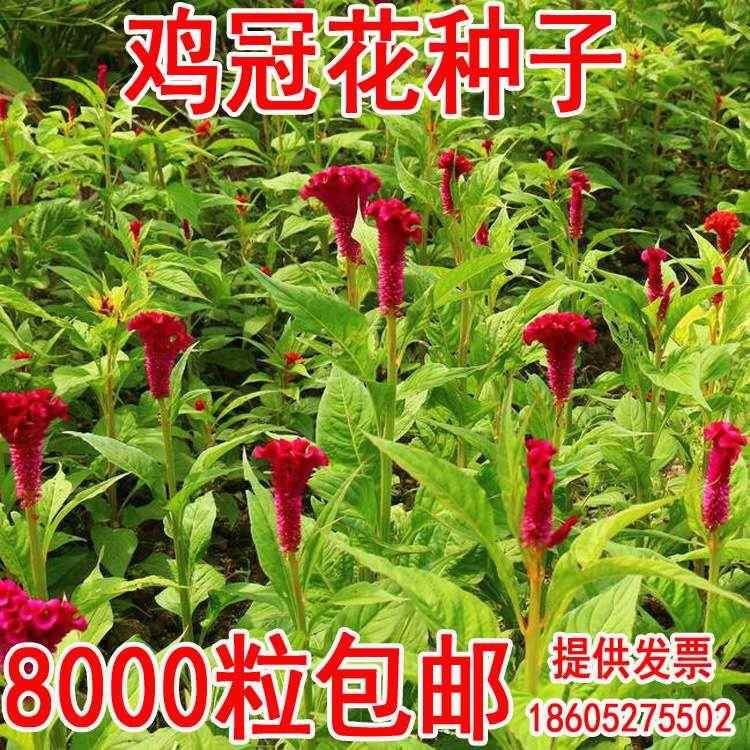花园草花种籽凤尾鸡鸡髻红四种子老来冠花花季播种小头鸡冠