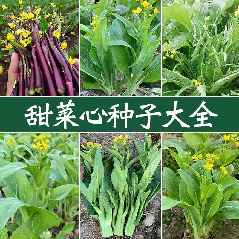 种籽广东菜油菜籽心菜种四季红菜苔种孑四九菜心种宁夏甜菜心种子