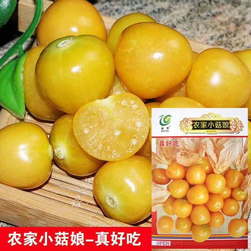 农家小菇娘果种子黄果特大甜洋种籽姑娘姑娘灯笼果四季水果种孑
