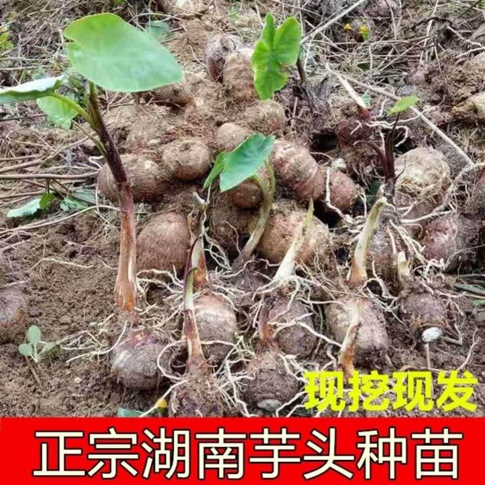 【正宗湖南芋头种子种植种苗香芋】苗槟榔大芋苗包邮软糯香芋头
