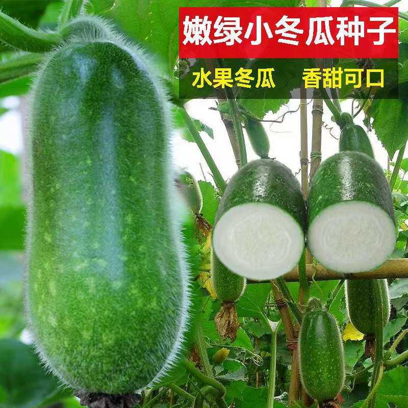 四季嫩绿小冬瓜早绿种籽小节瓜四季种子高产阳台庭院迷你爬藤易种