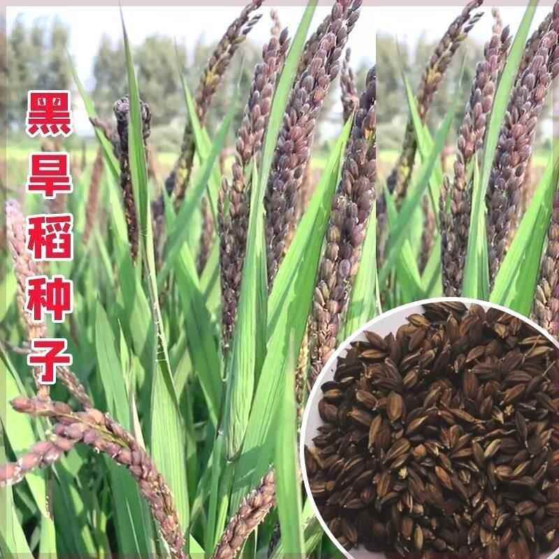 种子黑谷种黑糯米正宗子黑稻谷水稻种子糯米黑旱稻黑米水稻种子