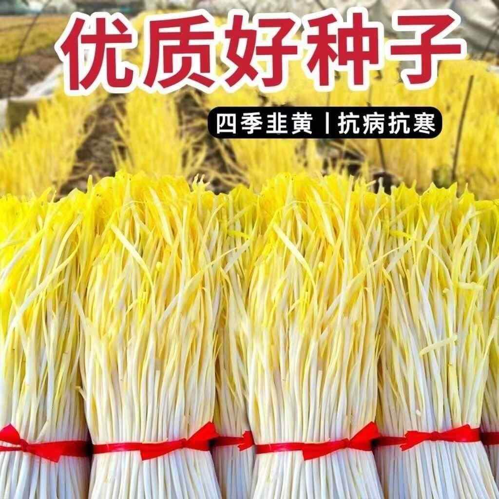 籽耐四季种子韭菜韭黄低温弱光高产农家大田盆栽韭菜秋冬蔬菜子