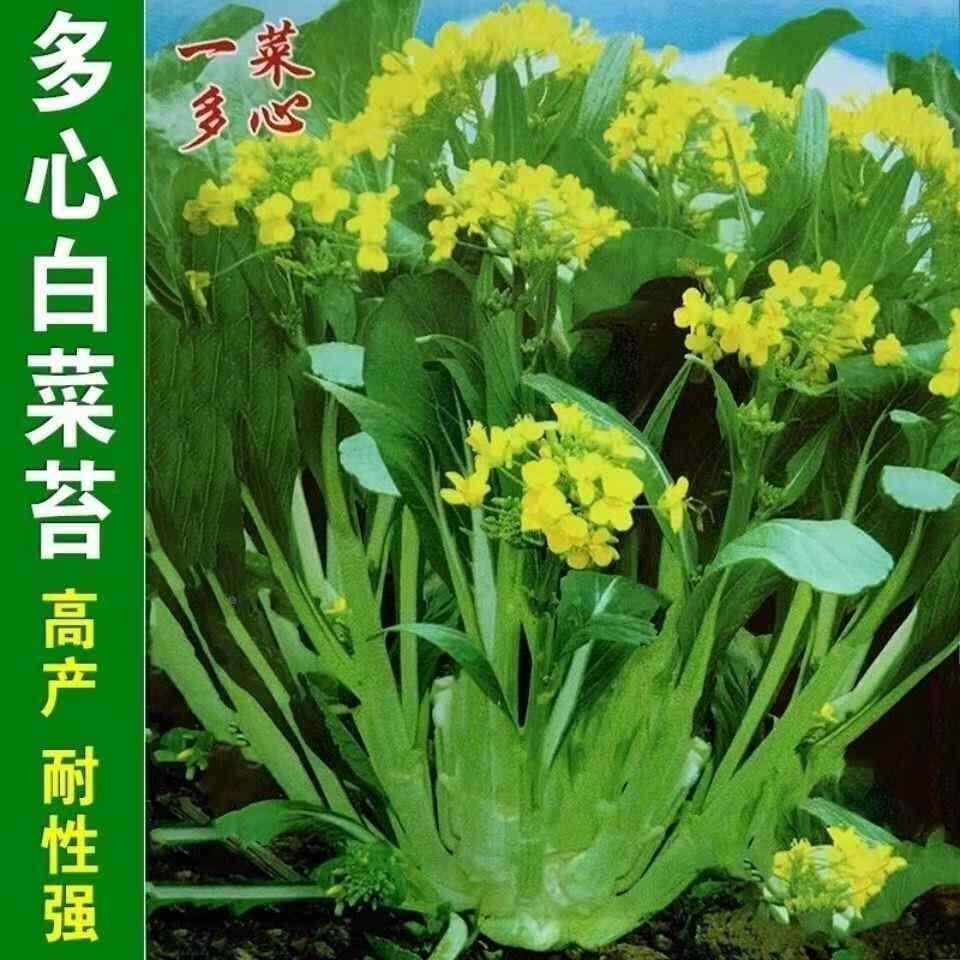 菜广东蔬州spq甜连心种子子一年四2季0天多多孙菜苔油青菜种籽菜