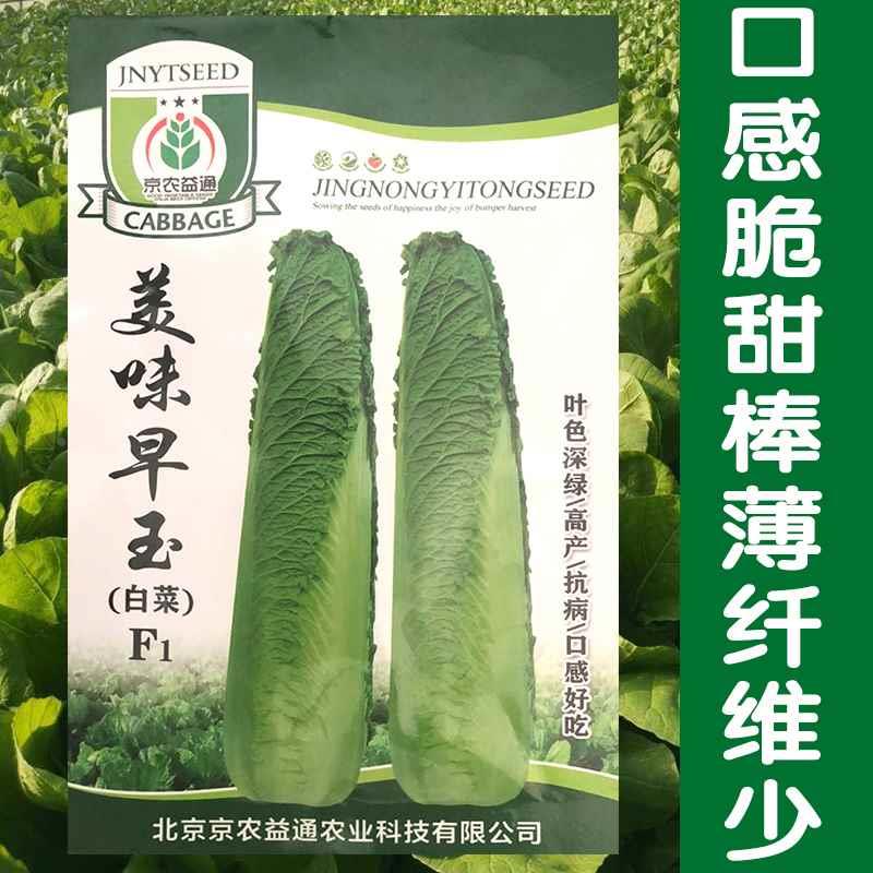 品种优质老古千年高产菜大白菜种子玉田包尖大白菜种子大白菜好吃