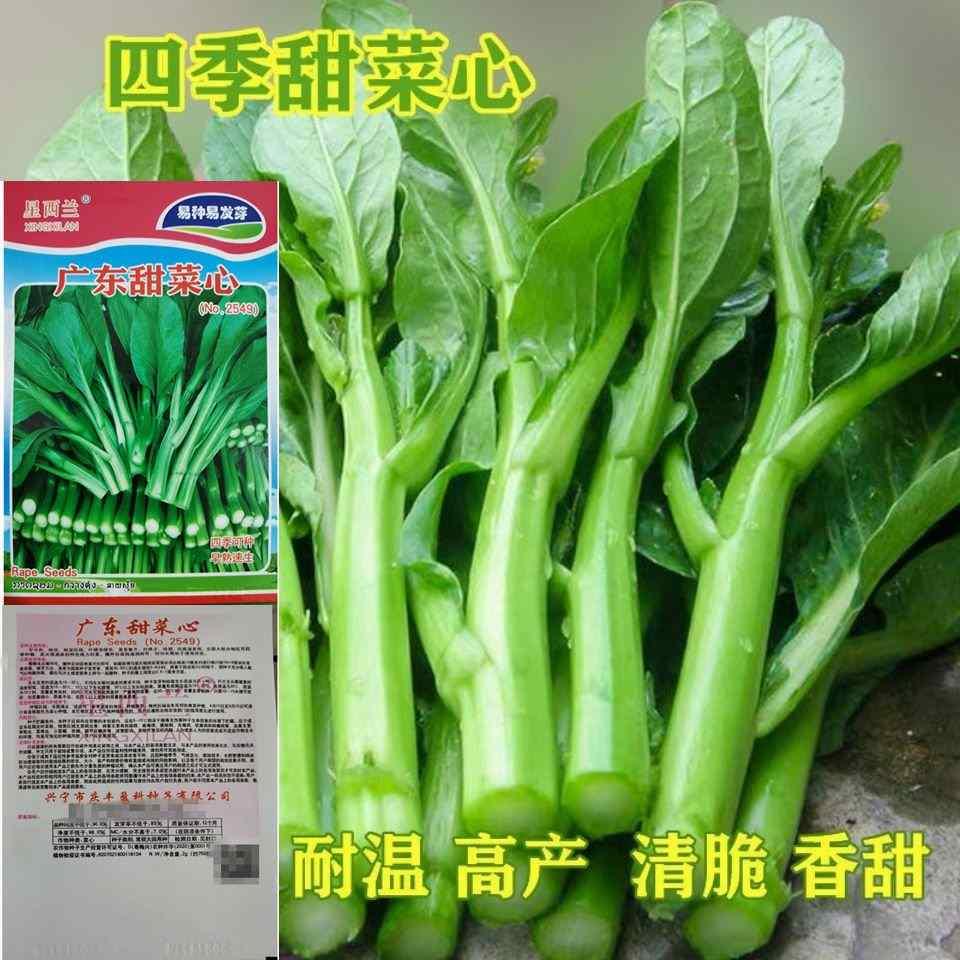 25天四季甜菜心蔬佳品种子菜盆栽田园四季四季蔬菜苔广东油青品种