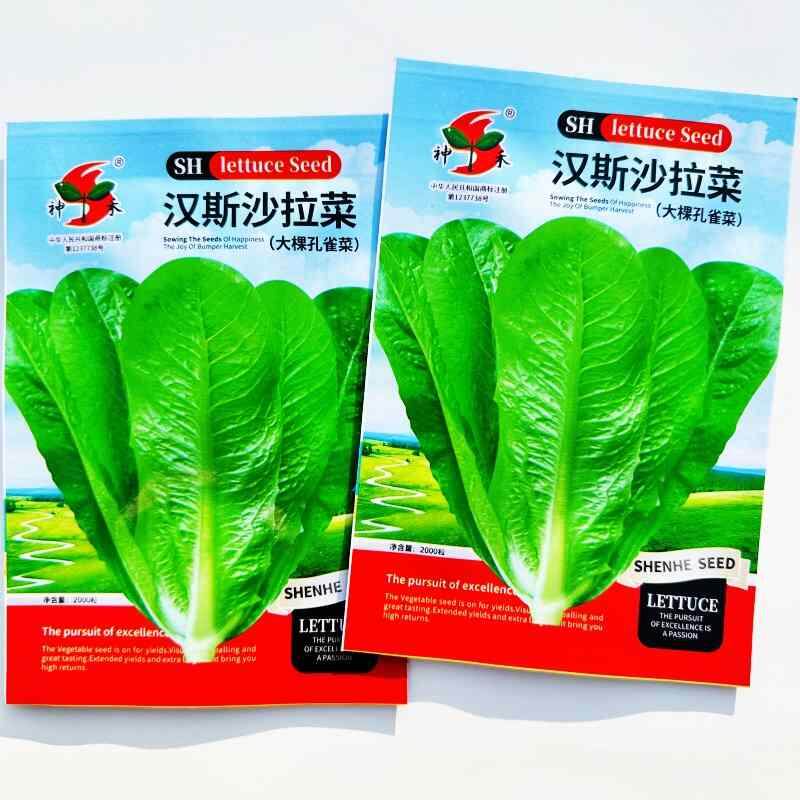 菜种子耐沙拉早熟汉斯寒生长速度快质地柔嫩口感好商品性佳耐贮运