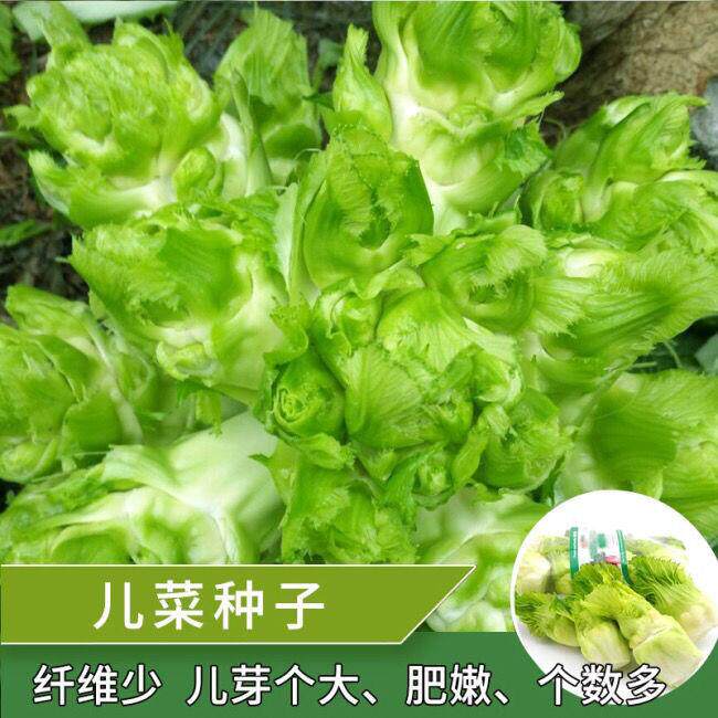 重庆四川蔬菜种子儿菜孢子芥菜特大娃娃抱儿菜四季盆栽农家菜芥菜