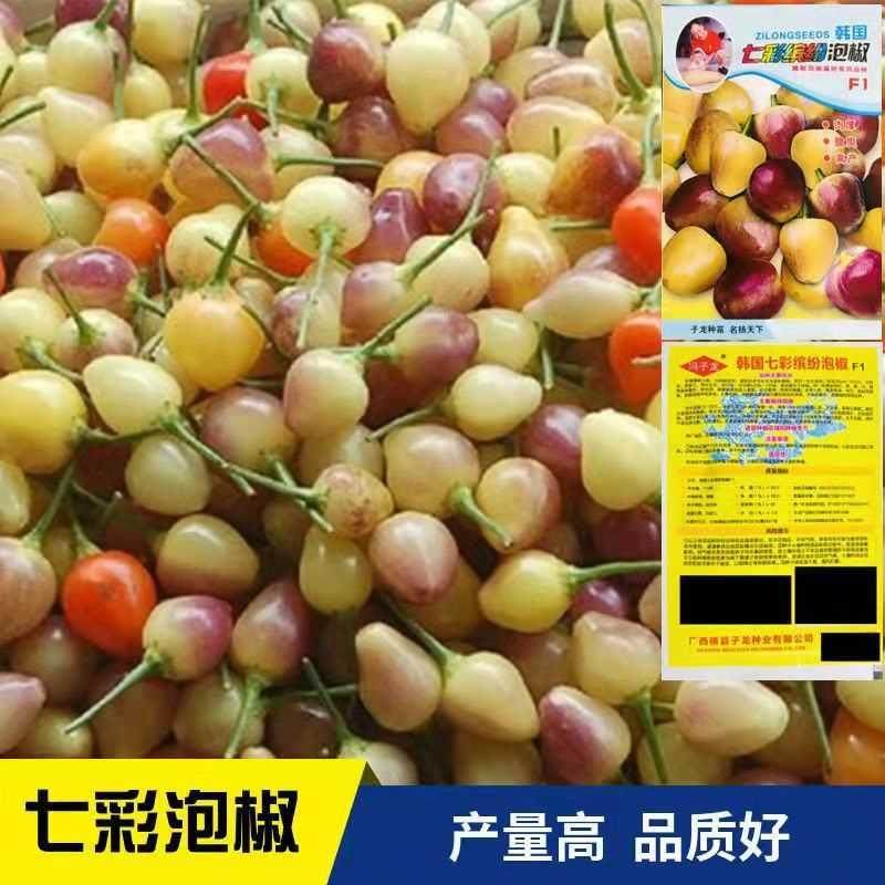 泡椒种子五彩 泡多彩椒种子 灯笼椒珍珠椒蔬菜种子春秋播盆栽辣椒