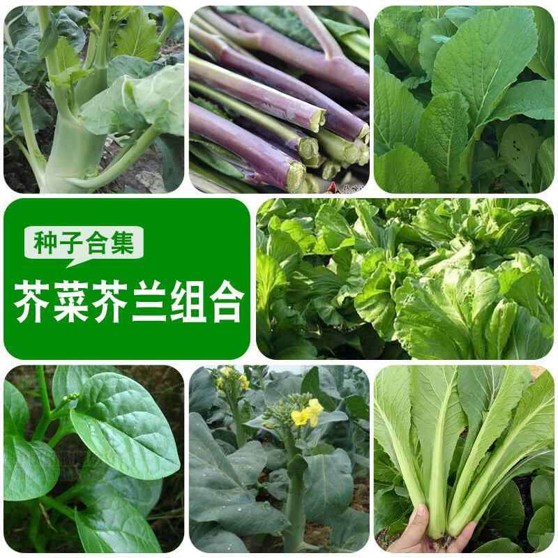 芥蓝菜四季春季籽广东种子木耳菜春菜芥兰梅菜大叶包心芥菜菜种籽