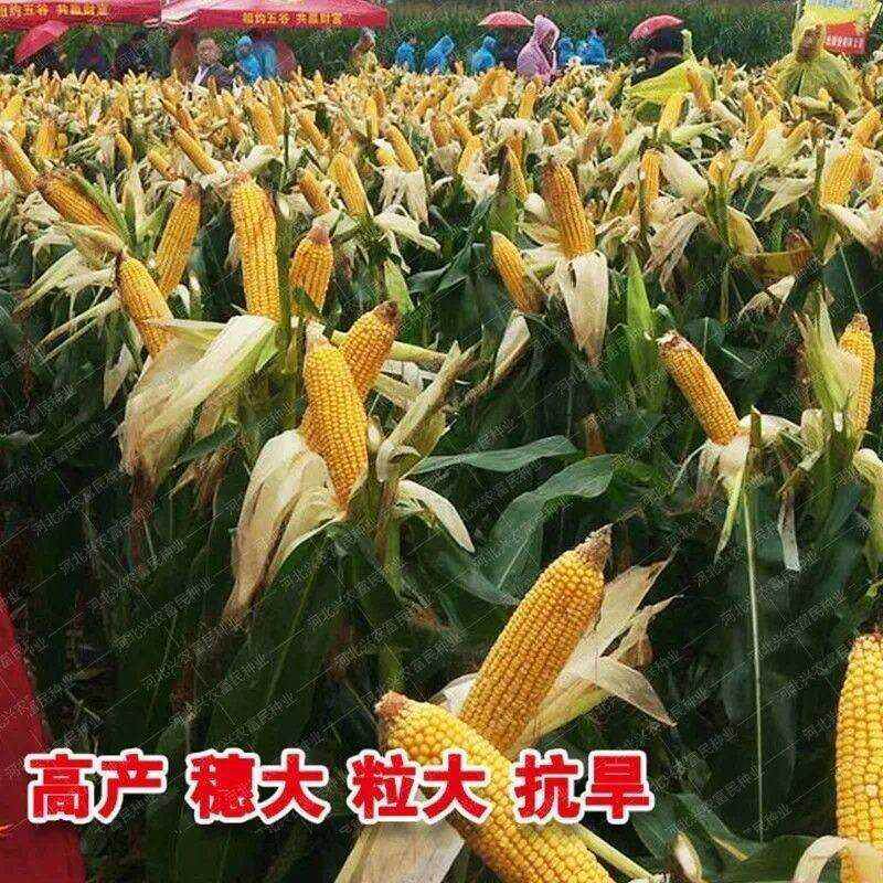 抗倒c9256迪卡矮杆玉米高产玉米种子大田春夏播白轴杂交玉米种子