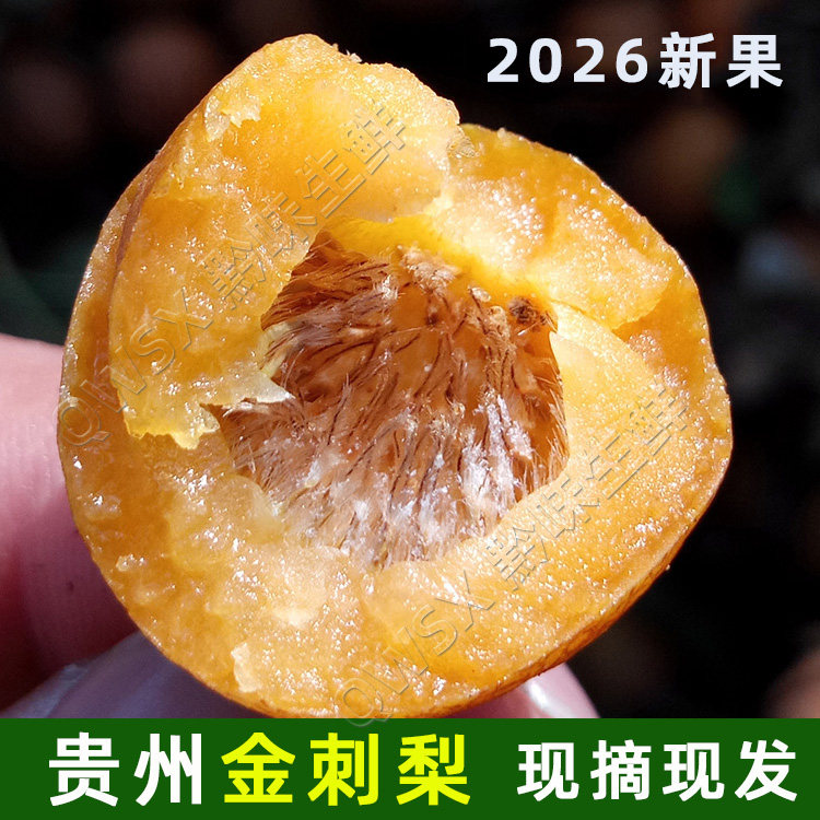 贵州无籽金刺梨鲜果现摘