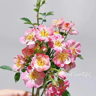 莉莉微型月季花苗多色多季勤花耐热耐开花量大淡香阳台庭院盆栽