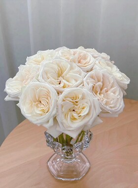 白荔枝扦插苗切花玫瑰花苗果香浓香勤花大花月季绿植盆栽