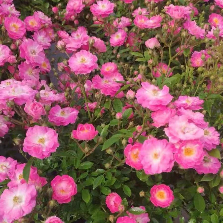 桃姬月季 日本迷你微月品种粉花重瓣阳台多季开花机器阳台盆栽