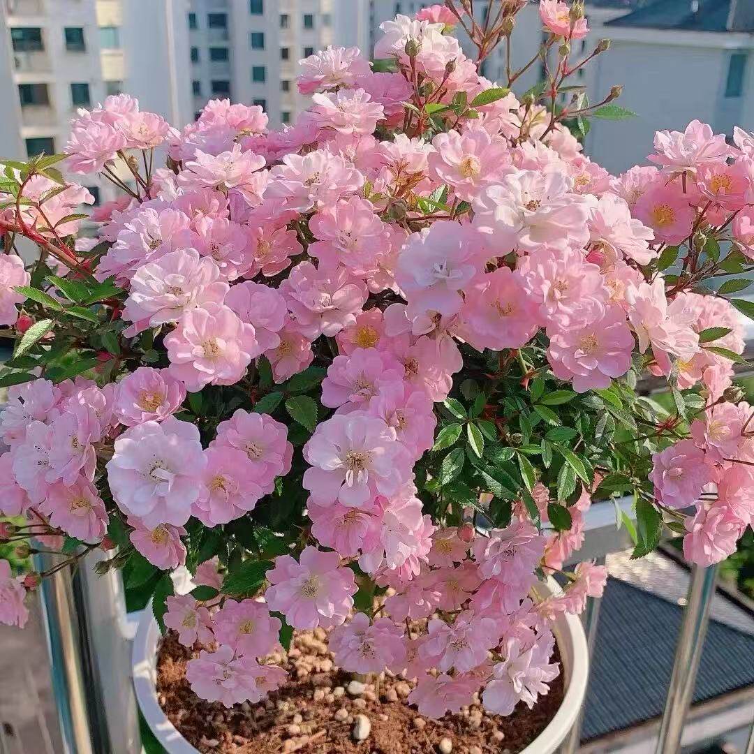 微型月季花苗【中苗】姬乙女比基尼小姑娘躲藏心上人花卉盆栽