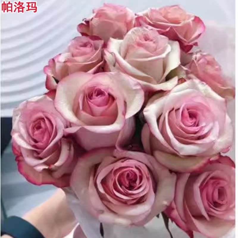 超新品帕洛玛月季灌木大花切花玫瑰庭院阳台盆栽多季开花