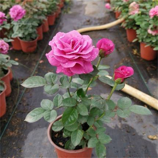 星座系列微月冥王星阳台四季多花扦插月季玫瑰苗