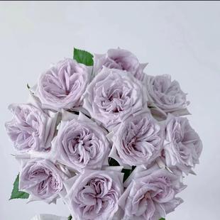 玫瑰扦插花苗切花月季 盆栽綠植包對版 帶土育苗杯 紫荔枝