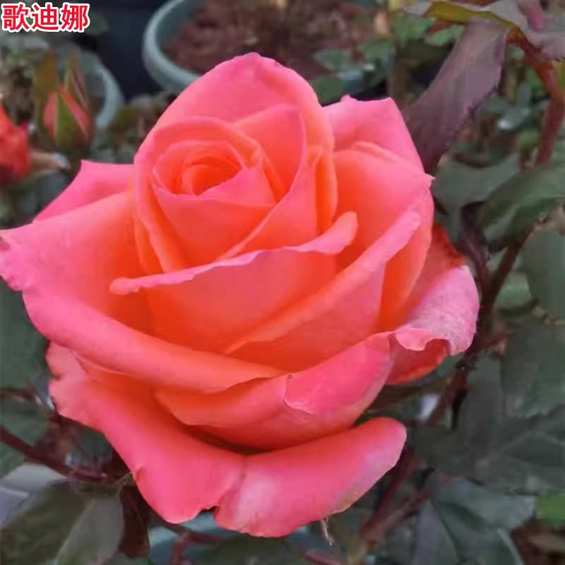超新品歌迪娜月季苗切花大花图片