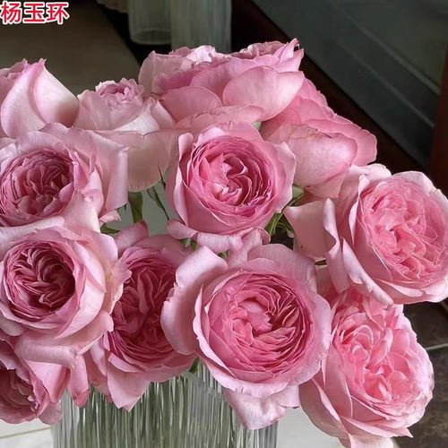 杨玉环月季苗大花浓香粉色