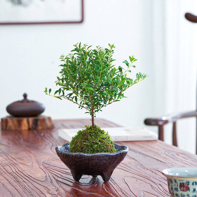 小叶赤楠盆栽苔藓球苔藓玉花卉绿植水培植物桌面办公室室内阳台