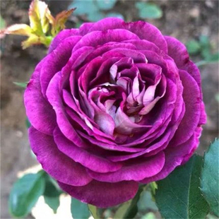 合唱团 月季扦插花苗大花浓香紫色灌木丰花院阳台绿植花卉