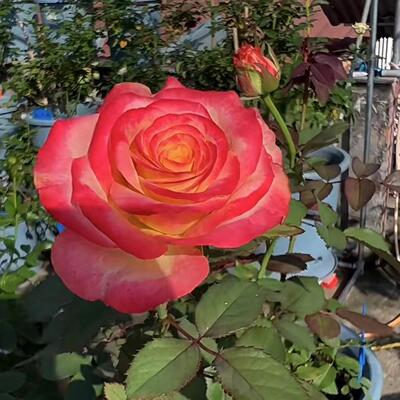 摩纳哥大花月季耐开直立