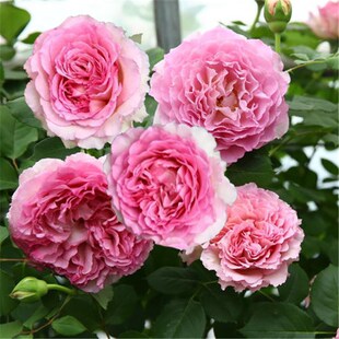 罗衣藤本月季扦插花苗大花浓香多季开花庭院花卉抗病性好