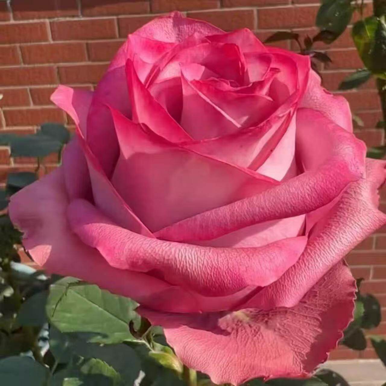 【酒神/超级紫】 月季 玫瑰花 多季开花阳台盆栽植物,鲜花速递/花卉仿真/绿植园艺,月季/蔷薇/玫瑰,淘宝优惠券,粉丝福利购,淘宝优惠卷