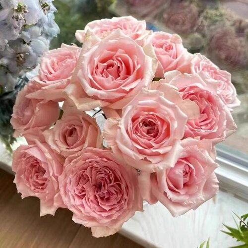 【仁美公主】月季花苗大花好养阳台勤花长势好花期长花卉