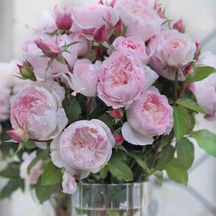 2023新品 推荐 乐咲/笑声 月季 小苗 灌木浓香耐热 花期长 多季