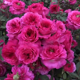 艾弗的玫瑰 月季花苗奥斯汀灌木勤花浓香爬藤庭院阳台盆栽花卉