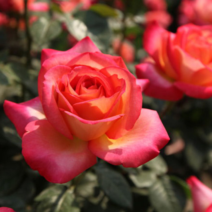 国月彩云季花苗覆色大花