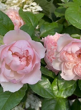 新品欧月蝶之舞 灌木多花盆栽 多季开花月季花阳台庭院花卉