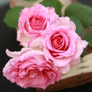 罗衣藤本月季扦插花苗 大花浓香多季开花庭院花卉盆栽阳台