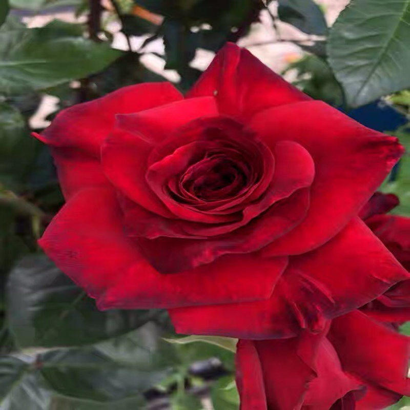 新品【玫瑰先生】月季浓香大花勤花庭院阳台盆栽多季开花切花玫瑰