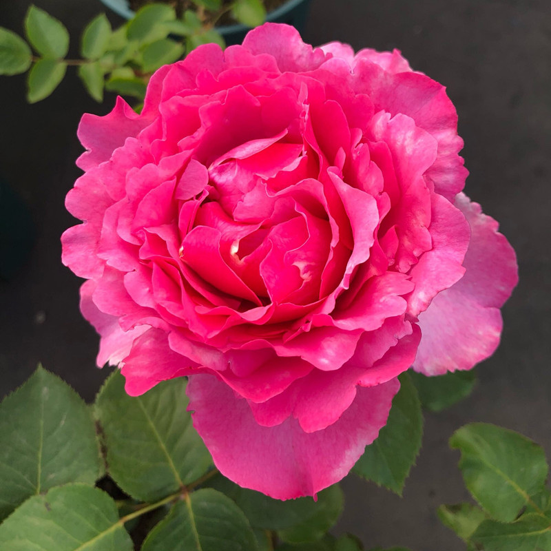 伊芙伯爵 纯伊芙系列浓香包子月季花苗盆栽四季灌木花卉扦插小苗