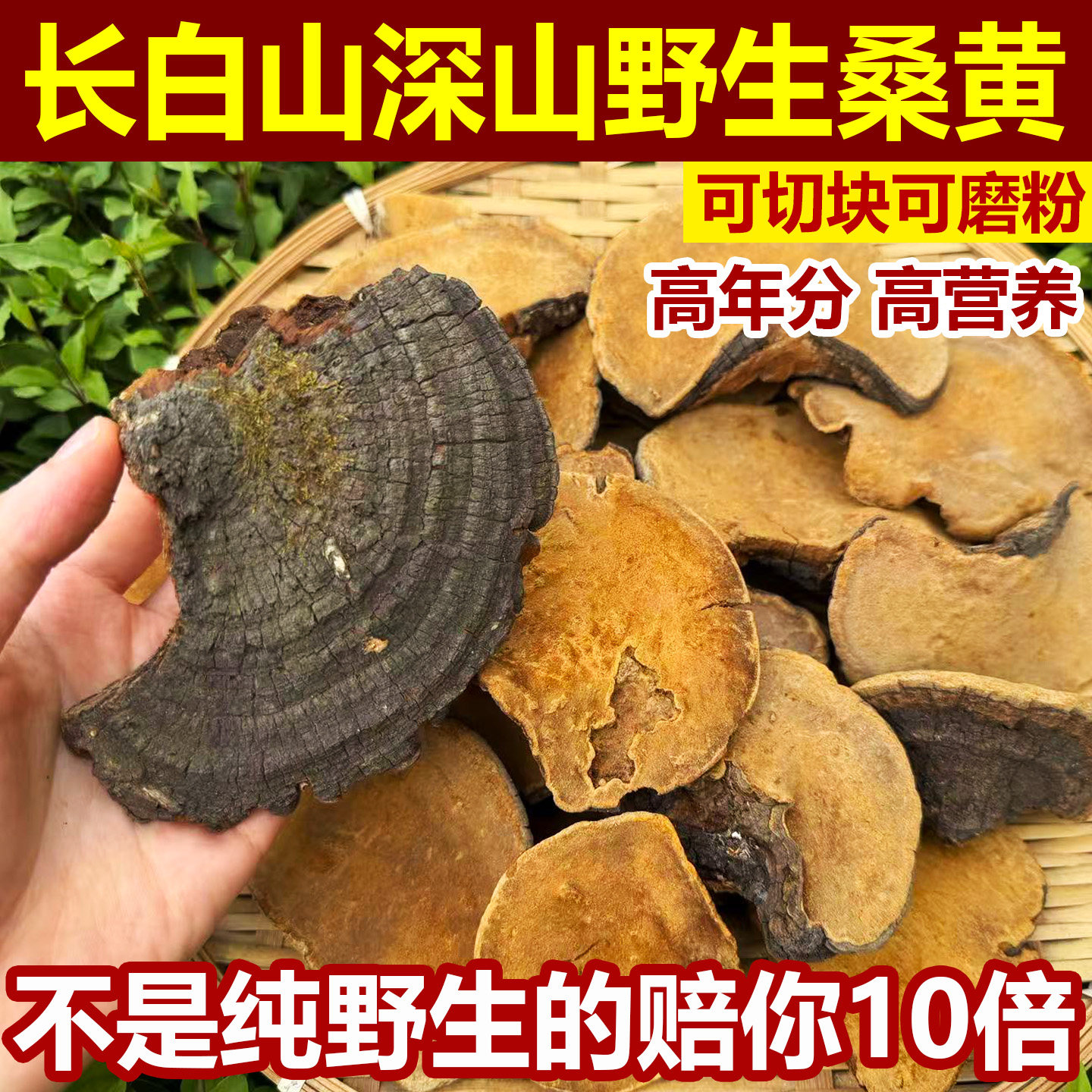 长白山纯野生桑黄足龄正品天然桑黄菌可切块磨粉非特级桑树桑黄