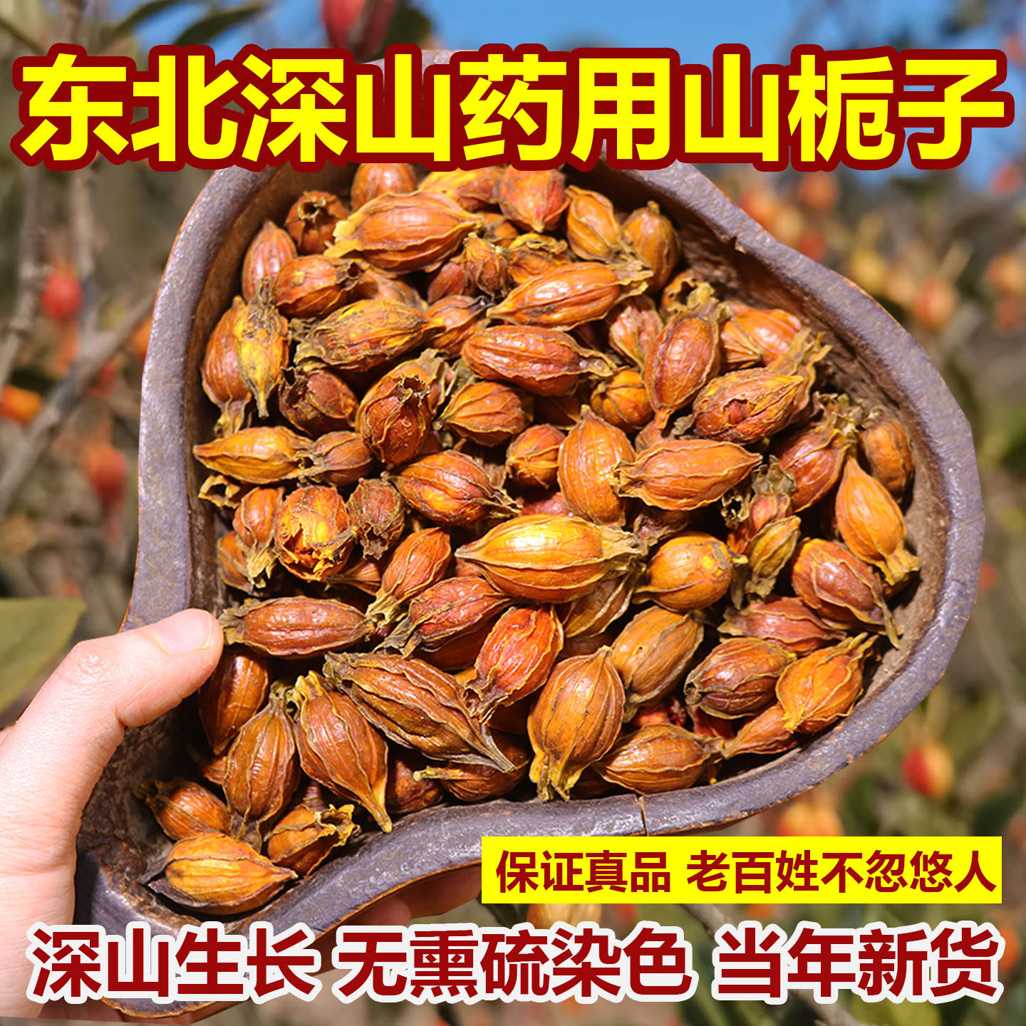长白山正宗野生山栀子中药材新货