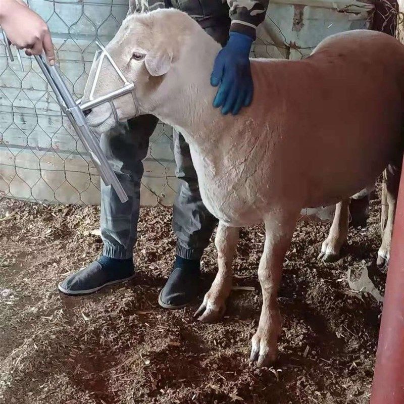 羊头控制架   j羊头架    多功能上下可调节羊头架  做工精细