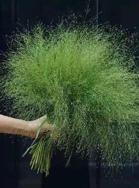 直花卉喷泉草云南花t斗南配插配直发水叶鲜花花束养批