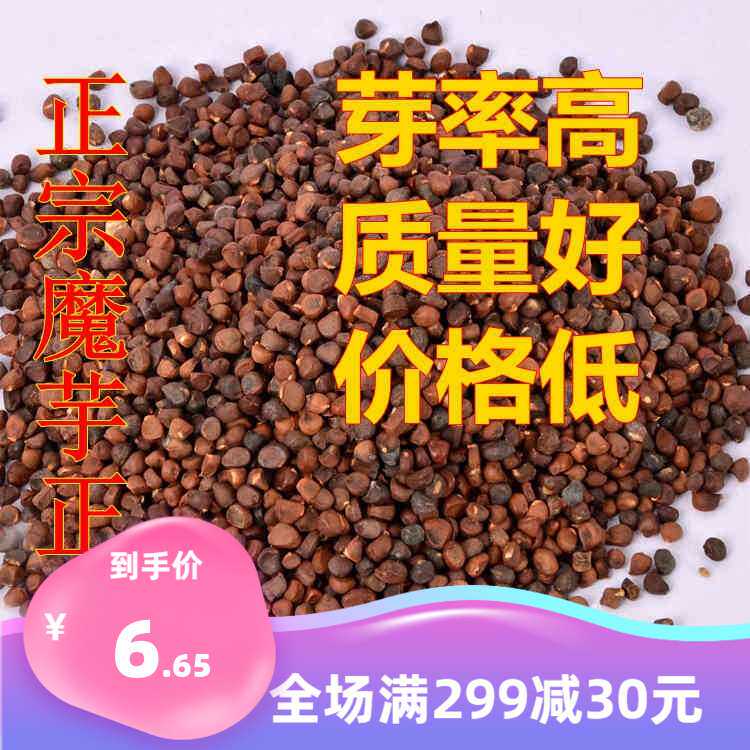 正宗云南花魔芋种子高产一代磨芋珠芽白魔芋种籽四季种植脱水消毒