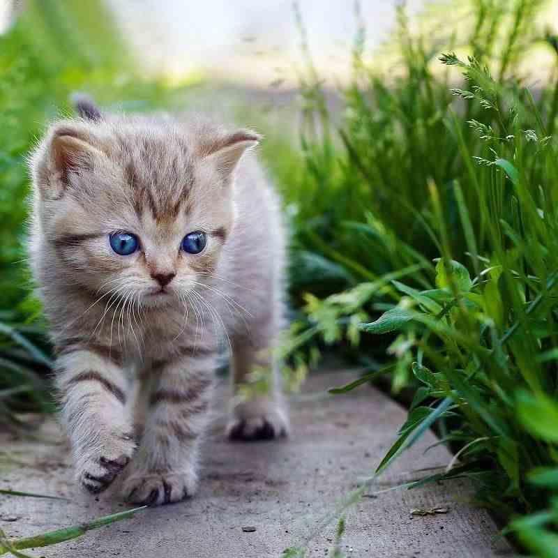 猫草小麦种子籽水培盒盆栽即食去化毛球片懒人猫薄荷零食猫咪用品