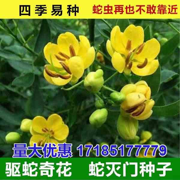 蛇灭门种子四季种植望江南野决明凤仙花蛇倒退防蛇驱蛇植物草种籽