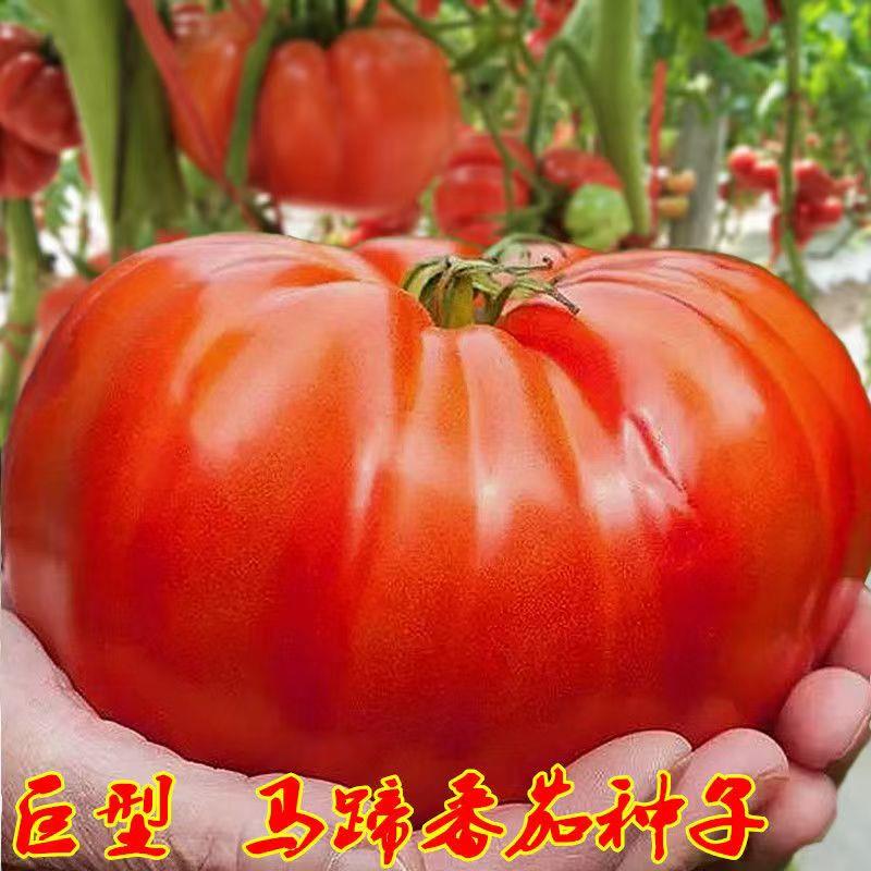 番茄西红柿马蹄种子种子丑八怪沙瓤柿子马蹄番茄籽春秋四季蔬菜子