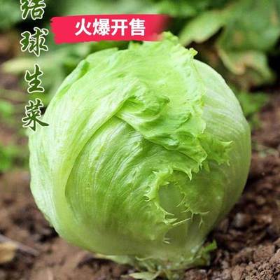 生菜种子四季球生菜种子奶油生蔬菜种子大速大全菜籽包菜沙拉