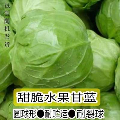 四季播种水果甘蓝种包菜莲花白高产种子蔬菜种子种籽农家卷心菜子